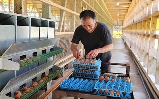 養鶏場